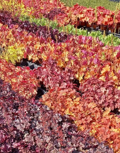 Purpurglöckchen (Heuchera) Elite im Spar-Set | 4 Stück T12 - winterhart