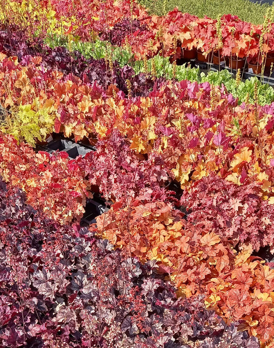 Purpurglöckchen (Heuchera) Elite im Spar-Set | 4 Stück T12 - winterhart