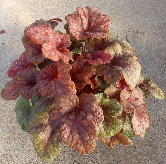 Schaumglöckchen (Heucherella tiarelloides) in verschiedenen Sorten -  winterhart