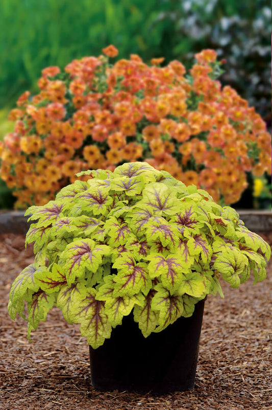 Schaumglöckchen (Heucherella tiarelloides) in verschiedenen Sorten -  winterhart