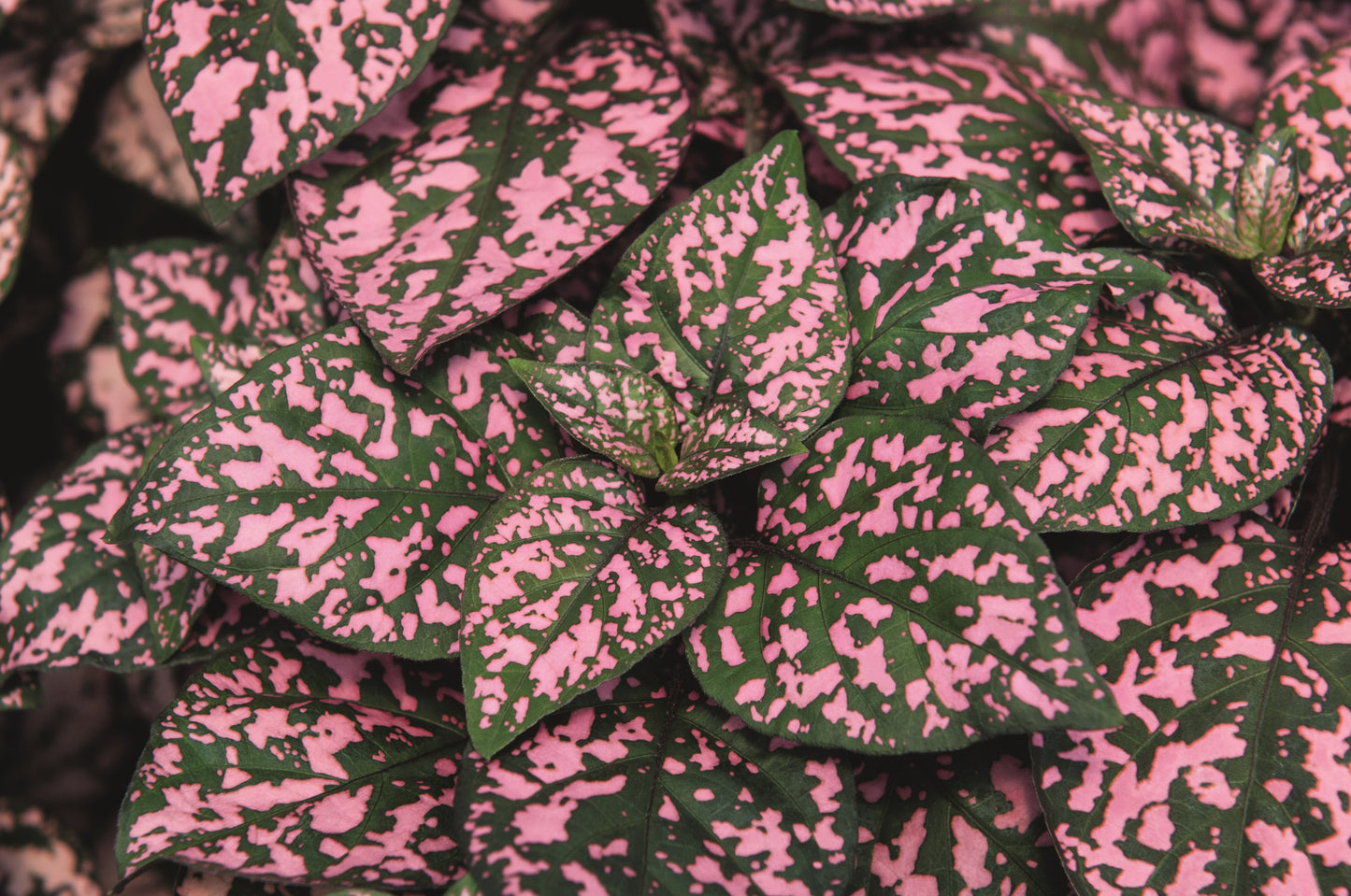 Punktblatt (Hypoestes phyllostachia) 'Hippo™' in verschiedenen Farben