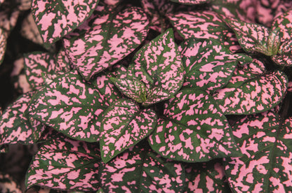 Punktblatt (Hypoestes phyllostachia) 'Hippo™' in verschiedenen Farben