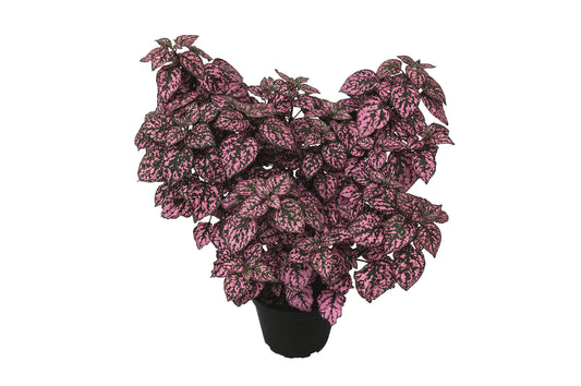 Punktblatt (Hypoestes phyllostachia) 'Hippo™' in verschiedenen Farben