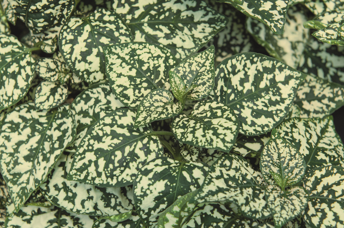 Punktblatt (Hypoestes phyllostachia) 'Hippo™' in verschiedenen Farben