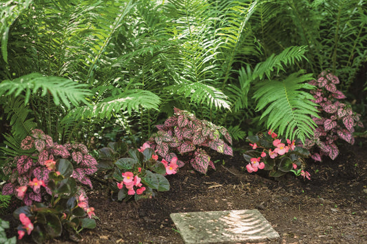 Punktblatt (Hypoestes phyllostachia) 'Hippo™' in verschiedenen Farben
