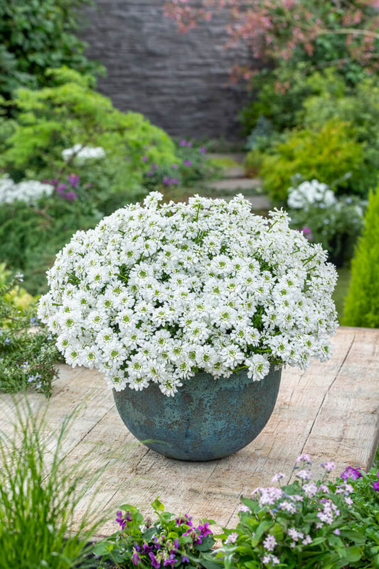 Immergrüne Schleifenblume (Iberis sempervirens) 'Snowpatrol' T12