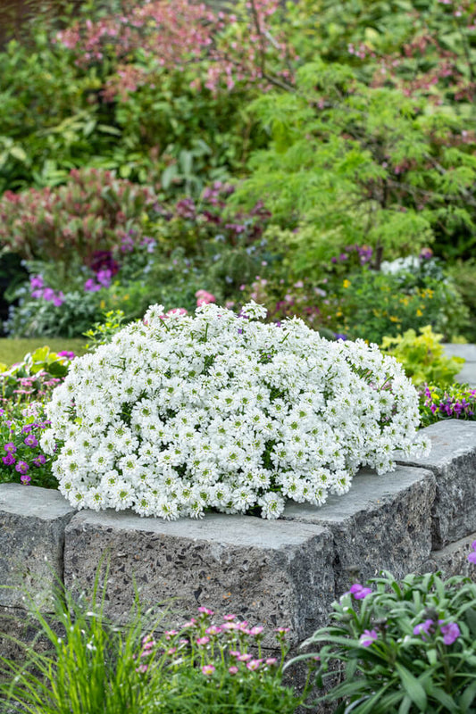 Immergrüne Schleifenblume (Iberis sempervirens) 'Snowpatrol' T12