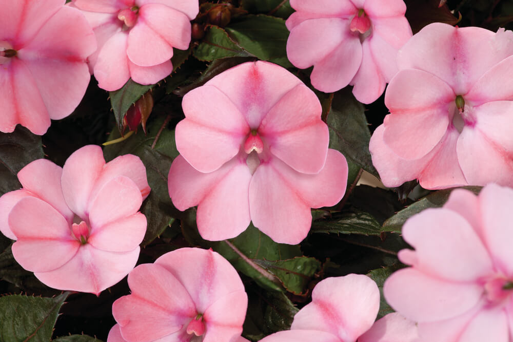 Sonnen-Lieschen (Impatiens) 'SunPatiens®' in verschiedenen Farben