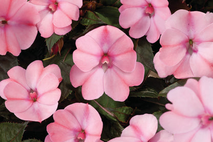 Sonnen-Lieschen (Impatiens) 'SunPatiens®' in verschiedenen Farben