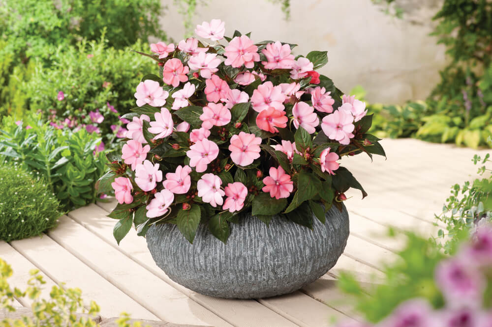 Sonnen-Lieschen (Impatiens) 'SunPatiens®' in verschiedenen Farben