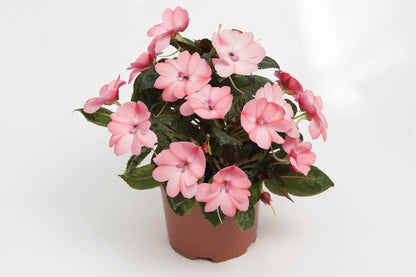 Sonnen-Lieschen (Impatiens) 'SunPatiens®' in verschiedenen Farben