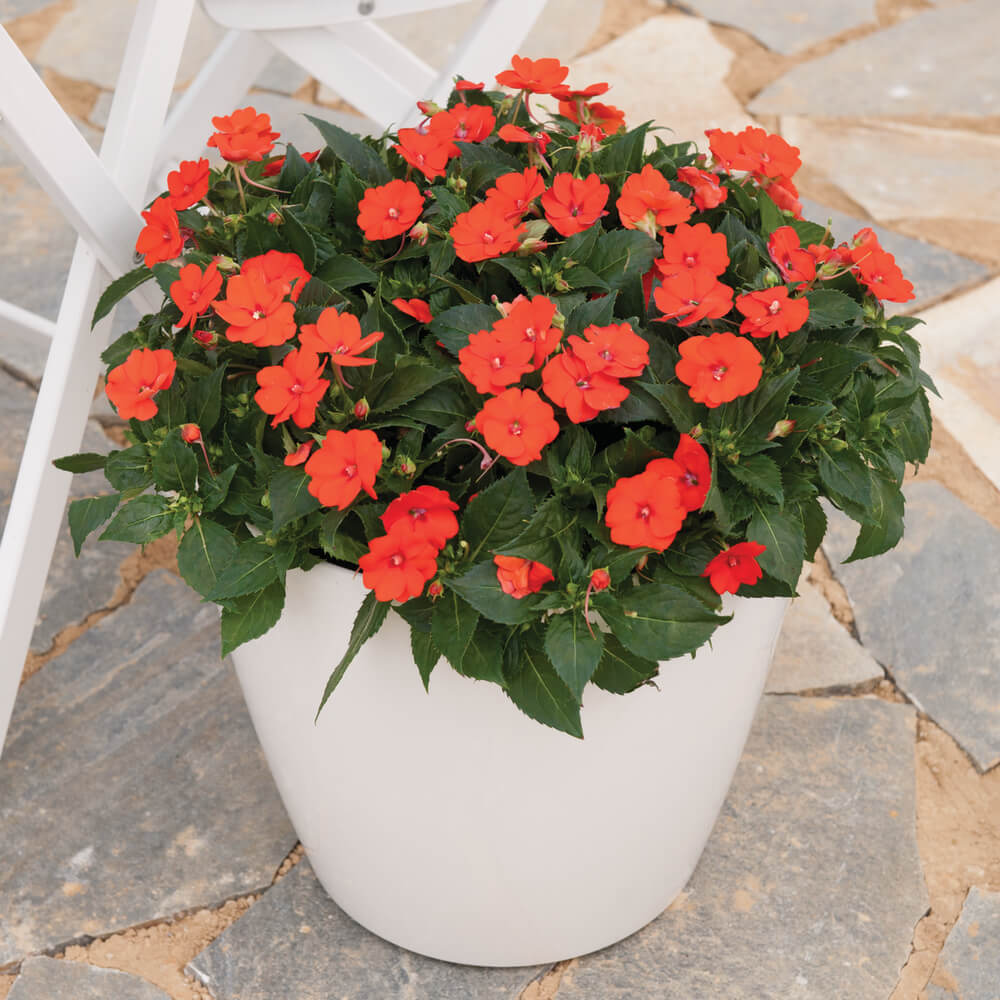 Sonnen-Lieschen (Impatiens) 'SunPatiens®' in verschiedenen Farben