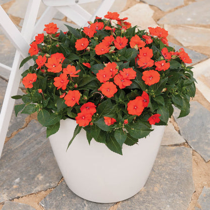 Sonnen-Lieschen (Impatiens) 'SunPatiens®' in verschiedenen Farben