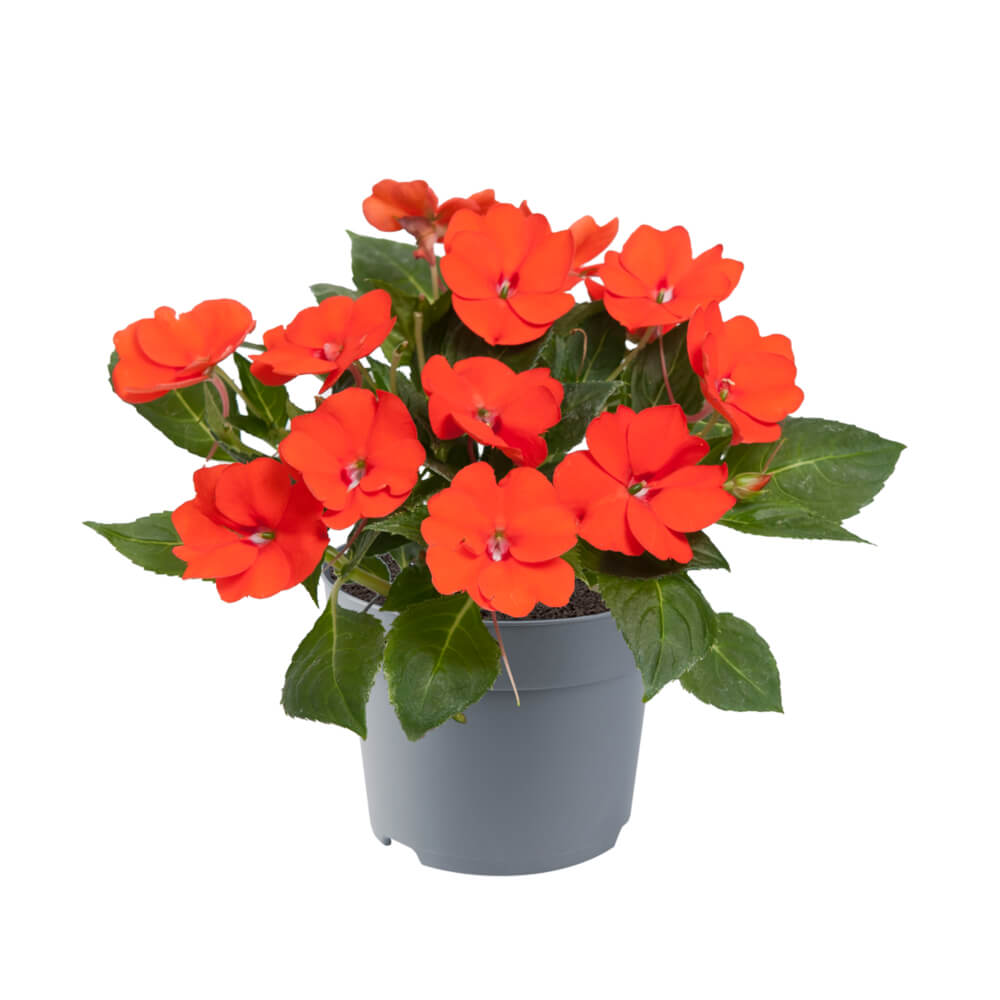 Sonnen-Lieschen (Impatiens) 'SunPatiens®' in verschiedenen Farben