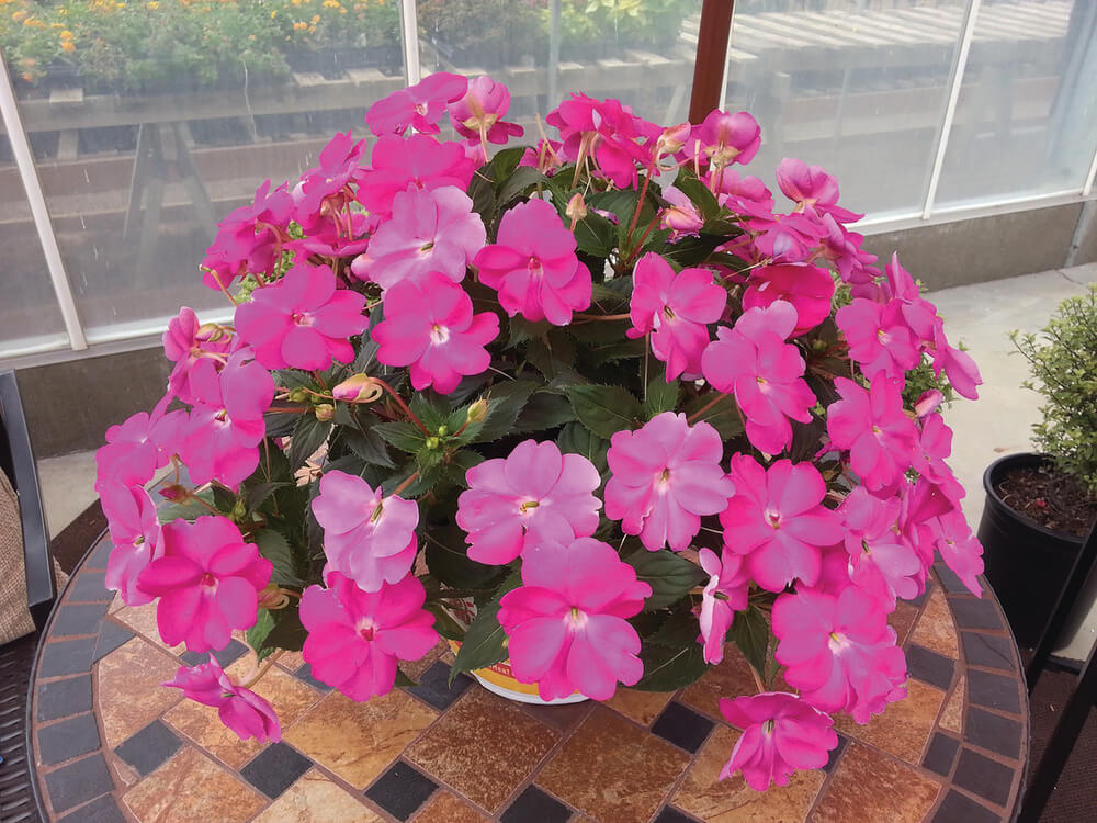 Sonnen-Lieschen (Impatiens) 'SunPatiens®' in verschiedenen Farben