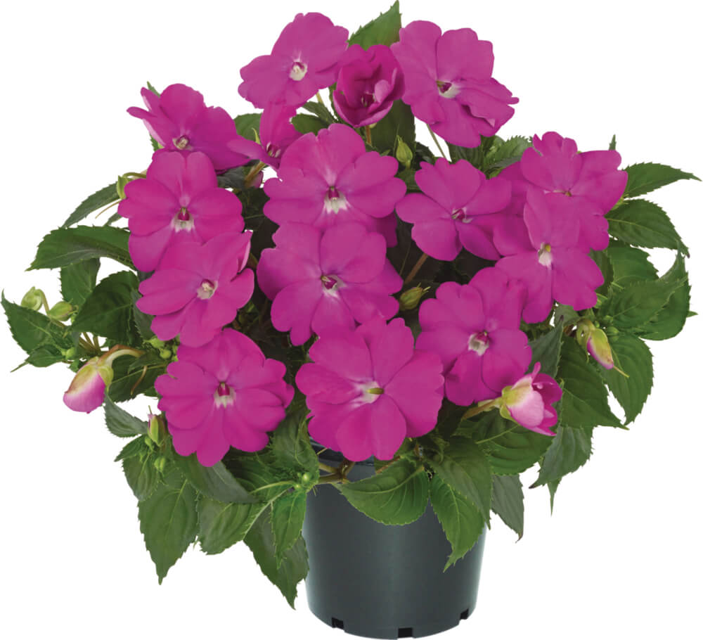 Sonnen-Lieschen (Impatiens) 'SunPatiens®' in verschiedenen Farben