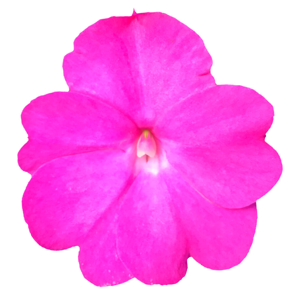 Sonnen-Lieschen (Impatiens) 'SunPatiens®' in verschiedenen Farben