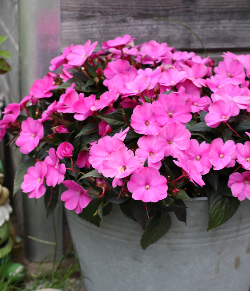Sonnen-Lieschen (Impatiens) 'SunPatiens®' in verschiedenen Farben