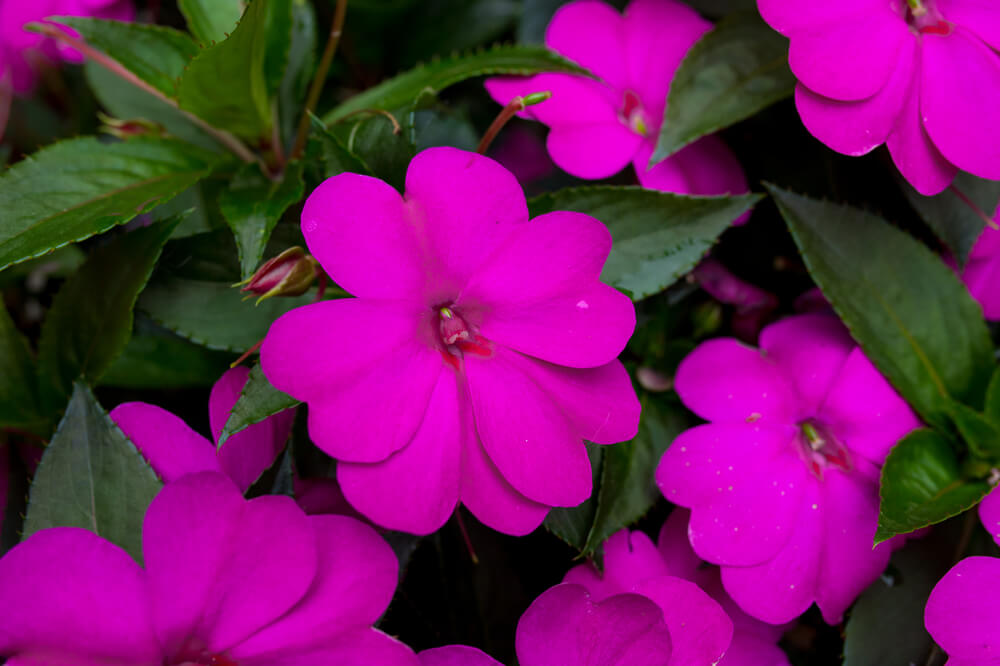 Sonnen-Lieschen (Impatiens) 'SunPatiens®' in verschiedenen Farben