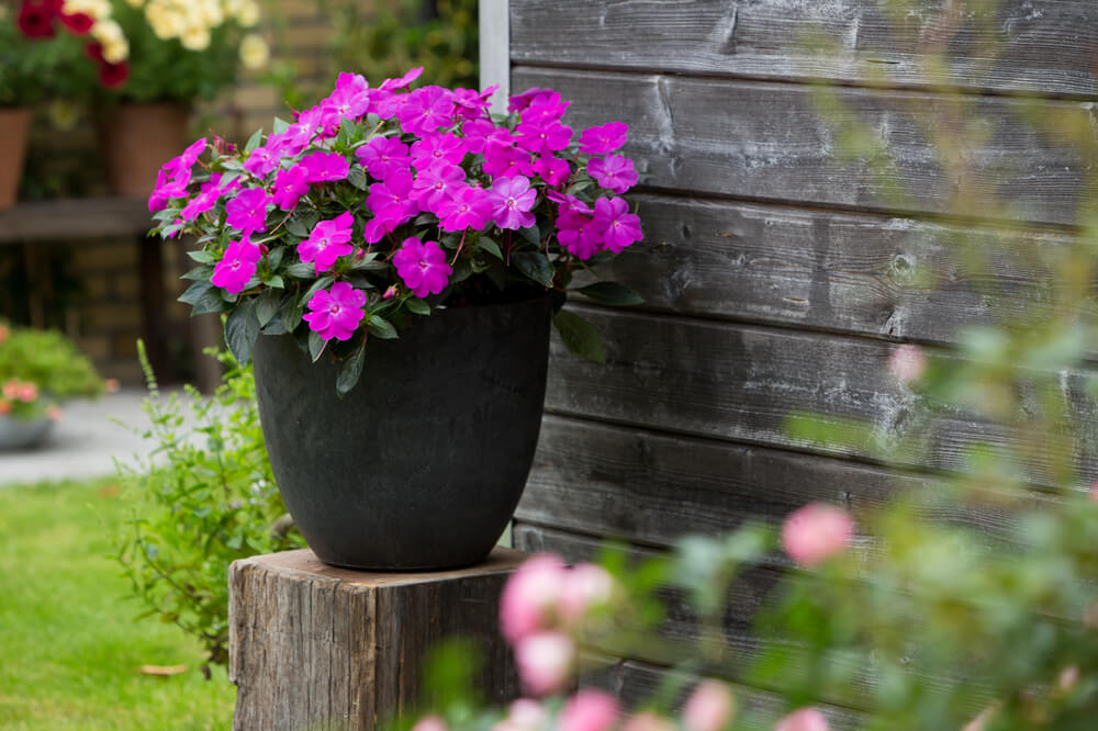 Sonnen-Lieschen (Impatiens) 'SunPatiens®' in verschiedenen Farben