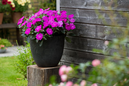 Sonnen-Lieschen (Impatiens) 'SunPatiens®' in verschiedenen Farben