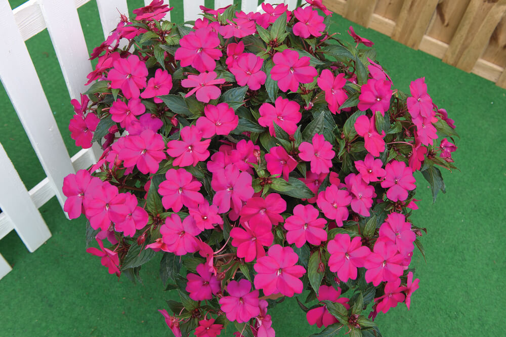 Sonnen-Lieschen (Impatiens) 'SunPatiens®' in verschiedenen Farben