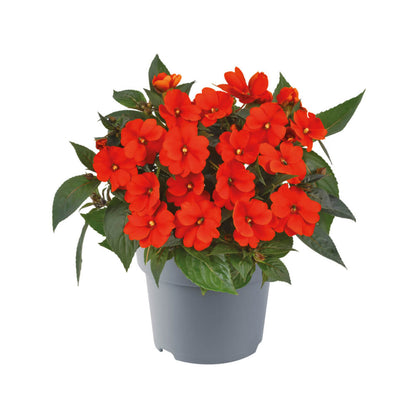Sonnen-Lieschen (Impatiens) 'SunPatiens®' in verschiedenen Farben