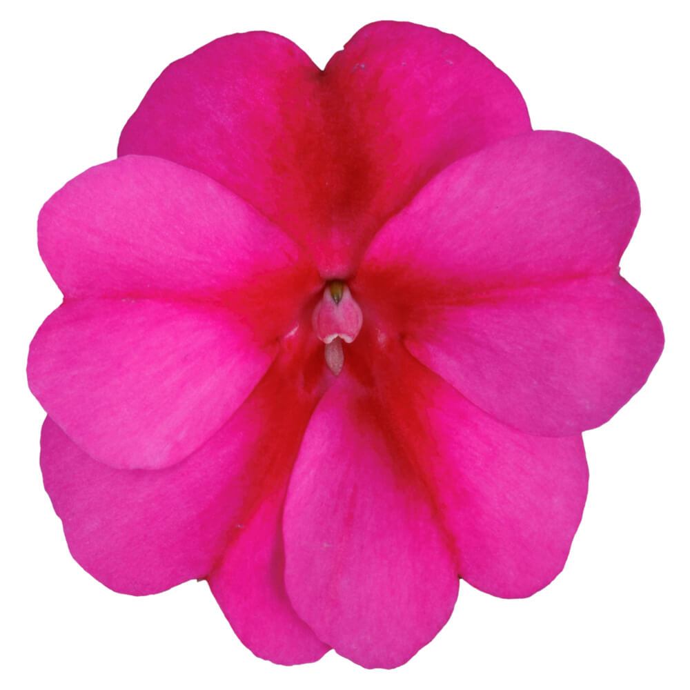 Sonnen-Lieschen (Impatiens) 'SunPatiens®' in verschiedenen Farben