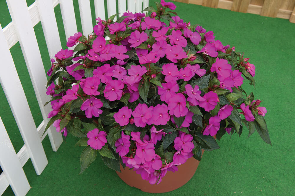Sonnen-Lieschen (Impatiens) 'SunPatiens®' in verschiedenen Farben