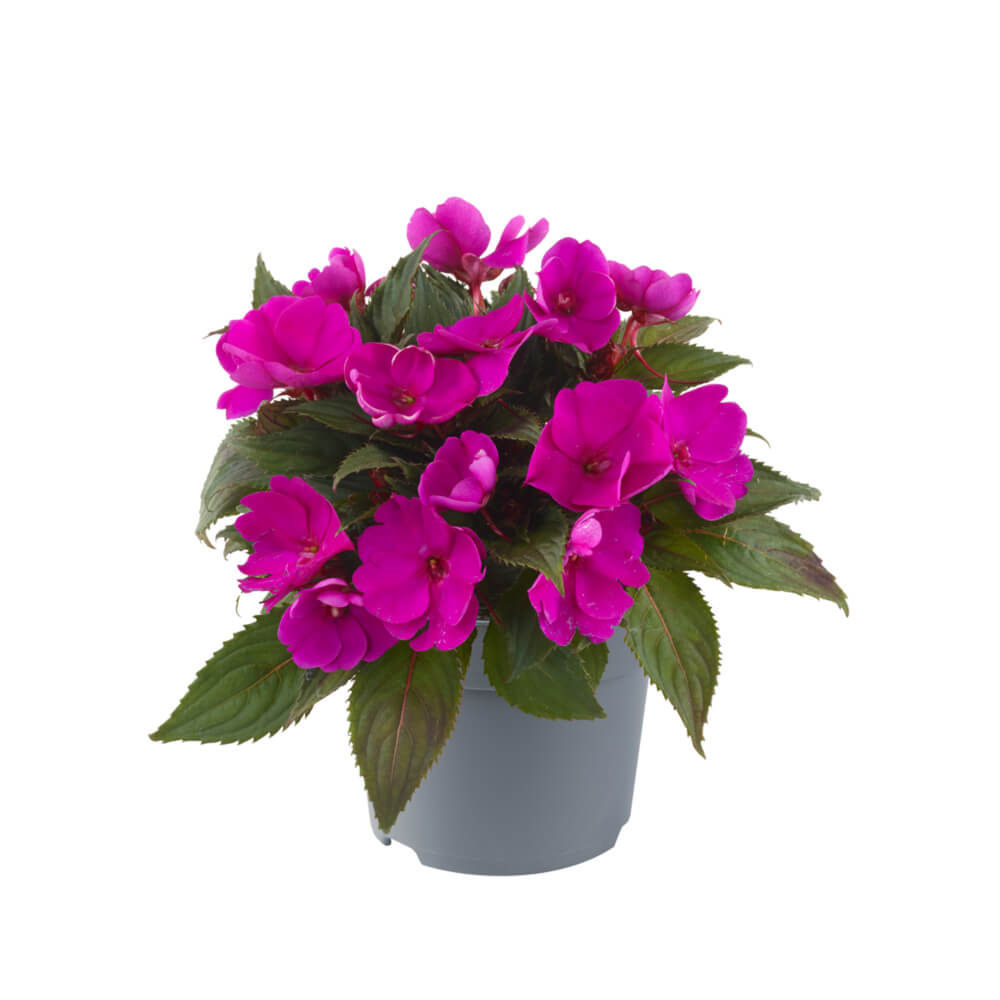 Sonnen-Lieschen (Impatiens) 'SunPatiens®' in verschiedenen Farben