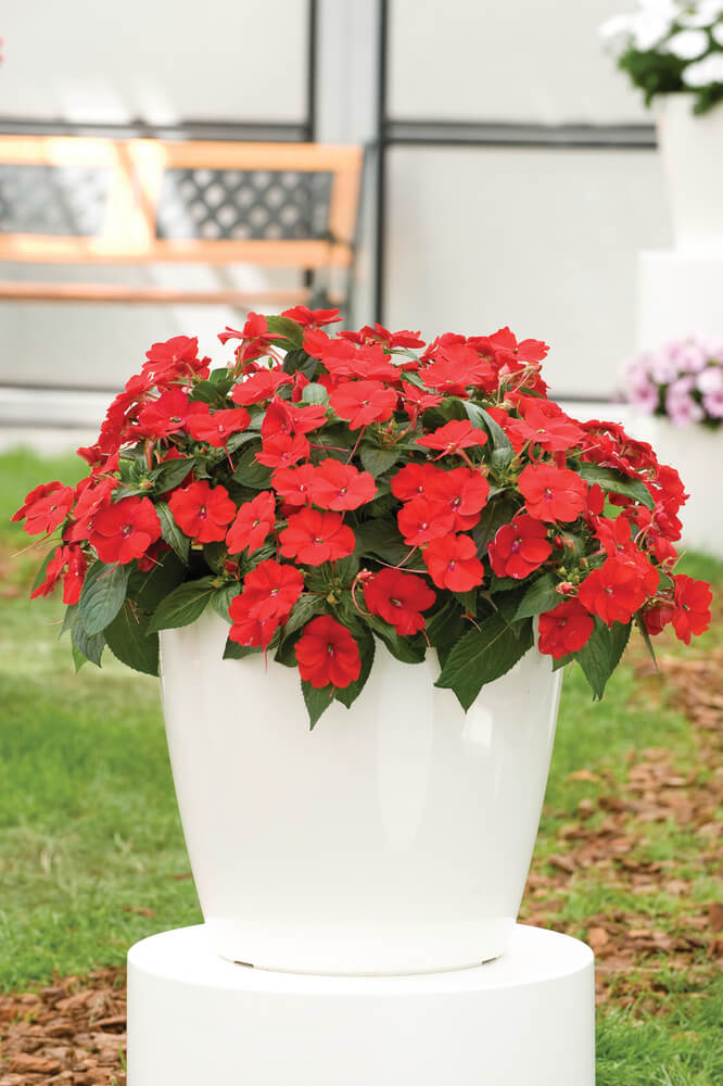 Sonnen-Lieschen (Impatiens) 'SunPatiens®' in verschiedenen Farben