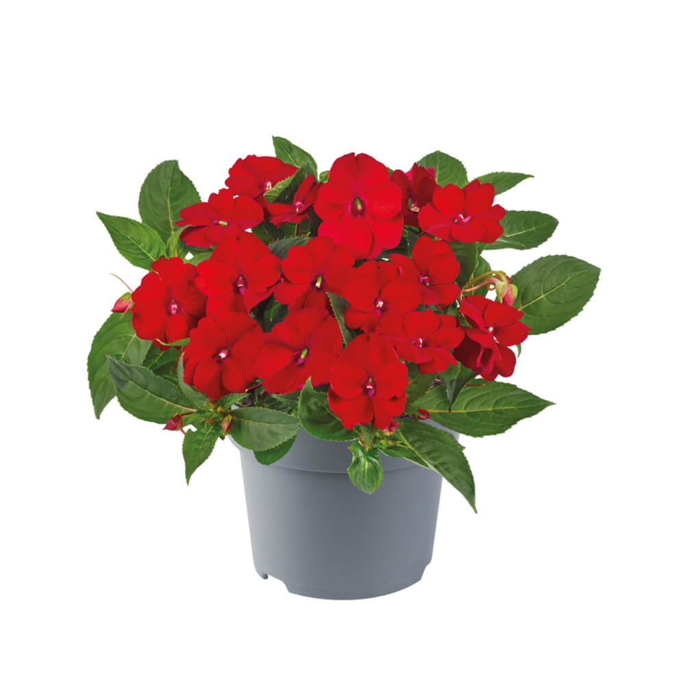 Sonnen-Lieschen (Impatiens) 'SunPatiens®' in verschiedenen Farben