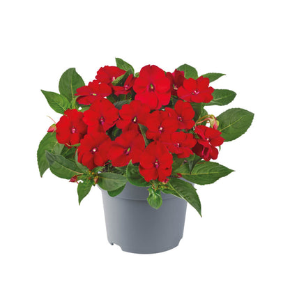 Sonnen-Lieschen (Impatiens) 'SunPatiens®' in verschiedenen Farben