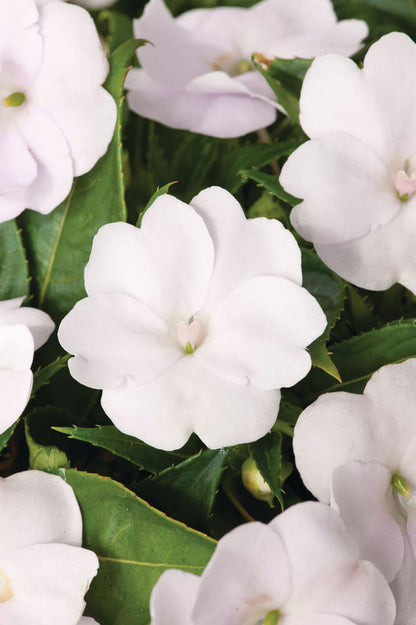 Sonnen-Lieschen (Impatiens) 'SunPatiens®' in verschiedenen Farben