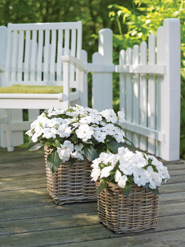 Sonnen-Lieschen (Impatiens) 'SunPatiens®' in verschiedenen Farben