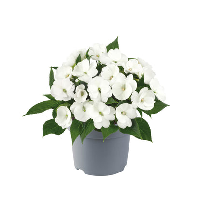 Sonnen-Lieschen (Impatiens) 'SunPatiens®' in verschiedenen Farben