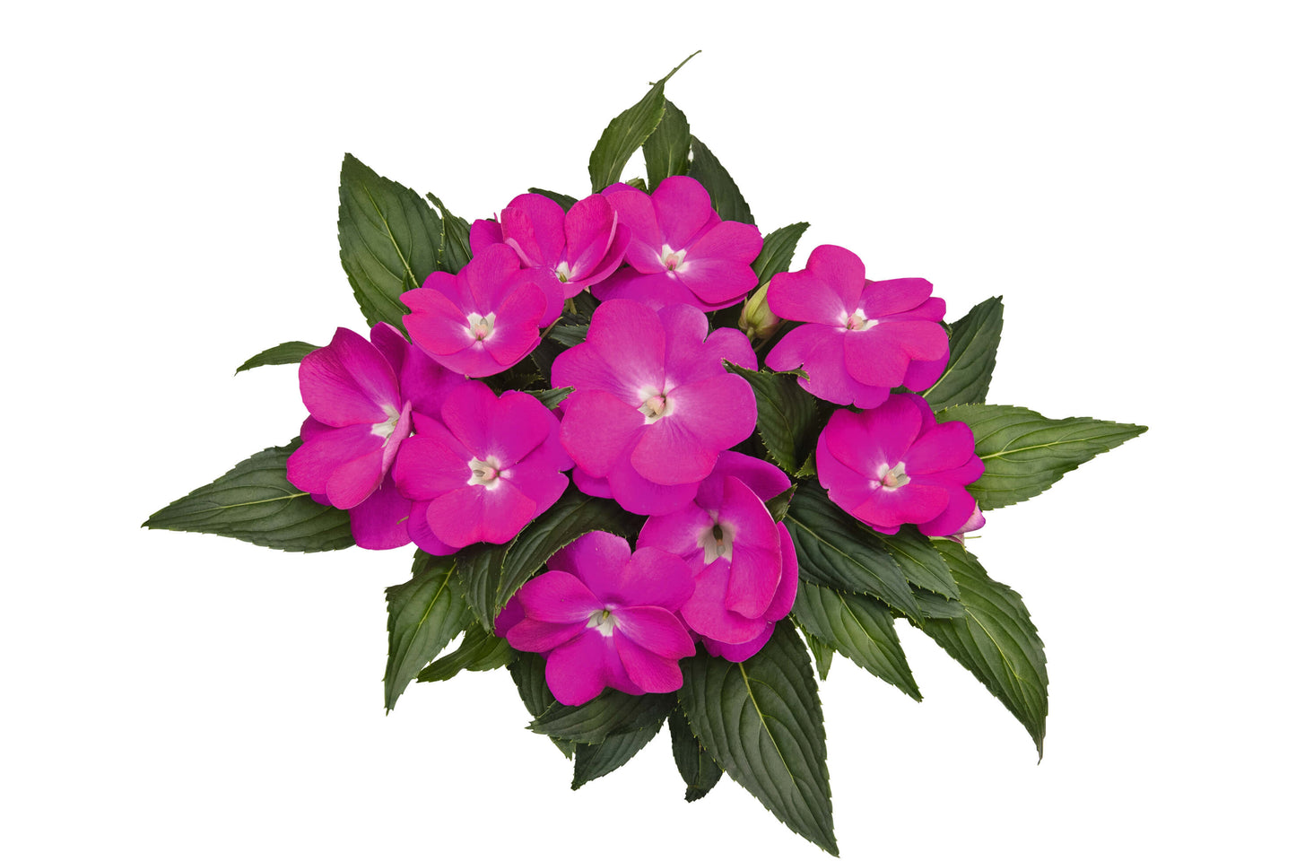 Edel-Lieschen (Impatiens New Guinea) 'Paradise™' in verschiedenen Sorten