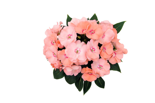 Edel-Lieschen (Impatiens New Guinea) 'Paradise™' in verschiedenen Sorten