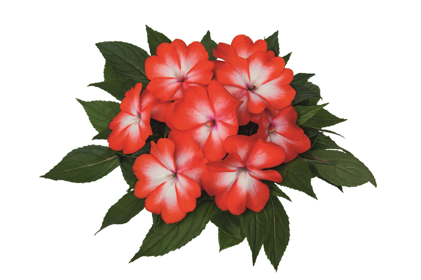 Edel-Lieschen (Impatiens New Guinea) 'Paradise™' in verschiedenen Sorten