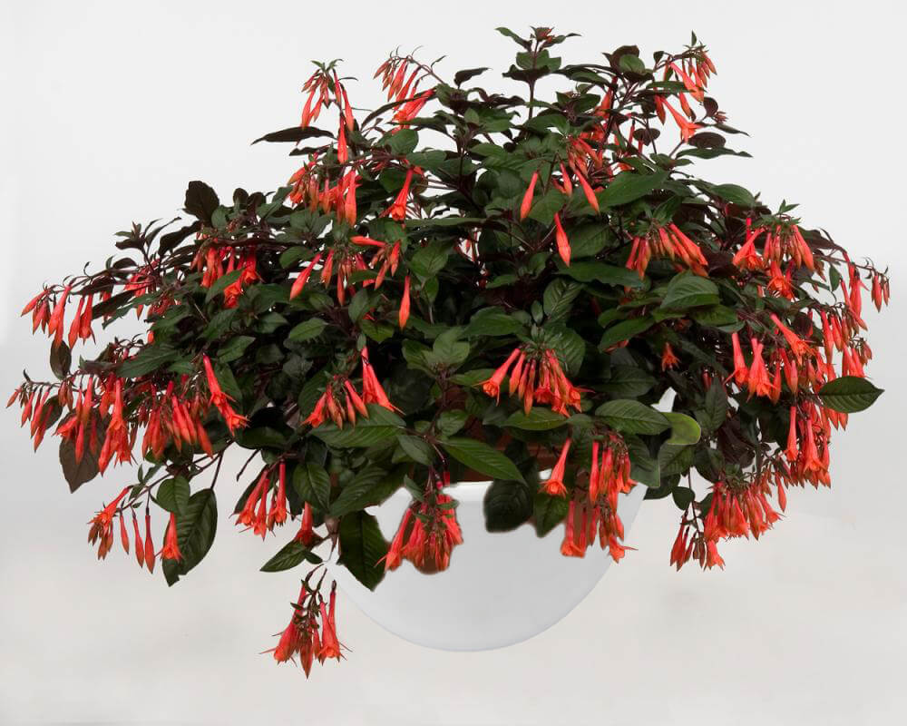 Stehende Fuchsien (Fuchsia) im Spar-Set | 4 Stück
