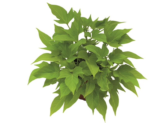 Zier-Süßkartoffel (Ipomoea batata) 'Sweet Caroline Light Green' T12