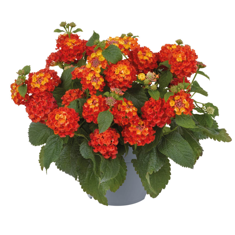 Wandelröschen (Lantana) 'Shamrock' in verschiedenen Farben