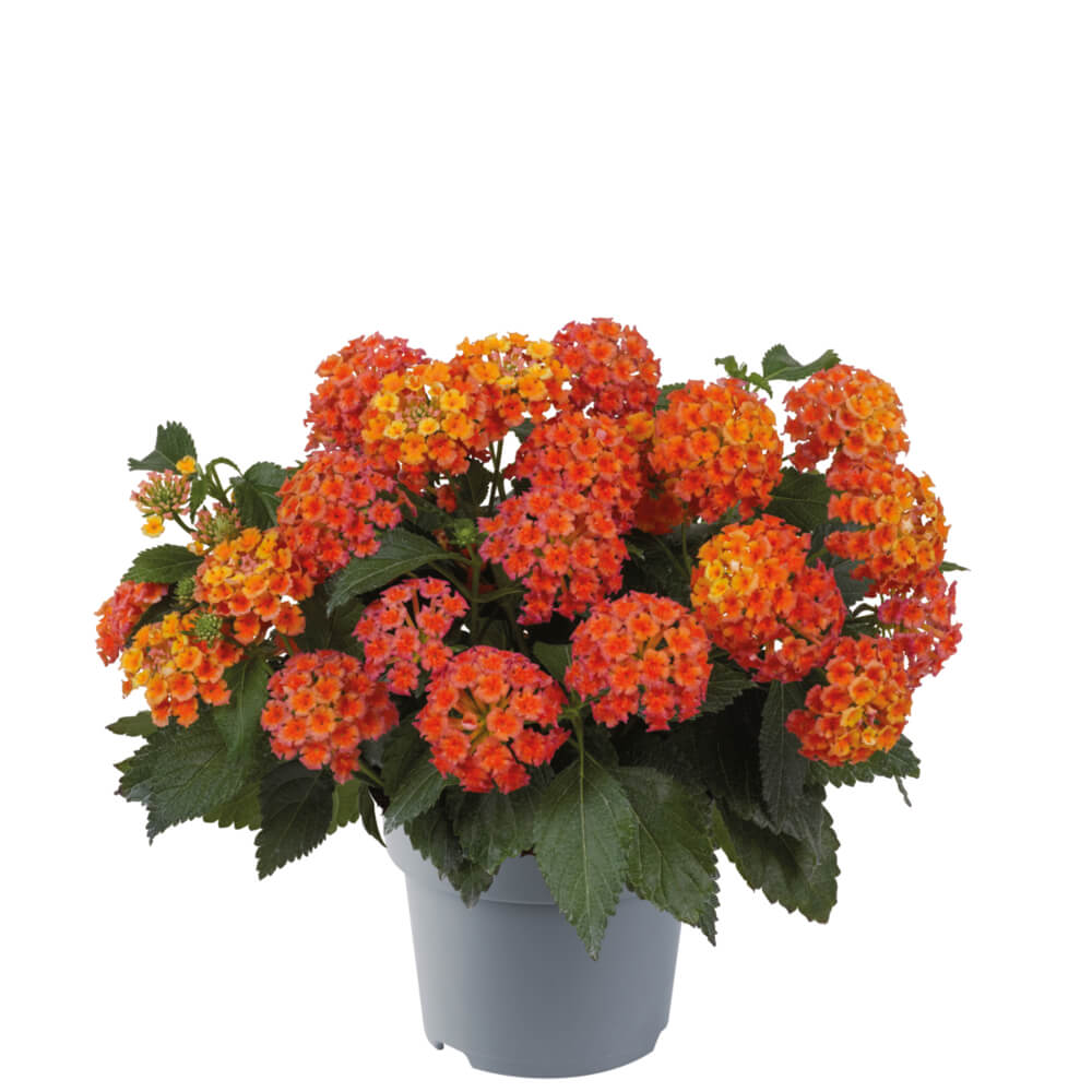 Wandelröschen (Lantana) 'Shamrock' in verschiedenen Farben