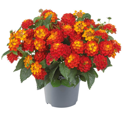 Wandelröschen (Lantana) 'Shamrock' in verschiedenen Farben
