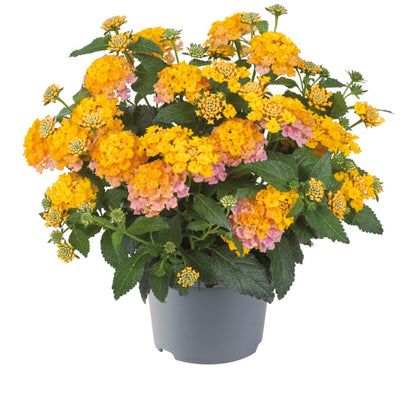 Wandelröschen (Lantana) 'Shamrock' in verschiedenen Farben
