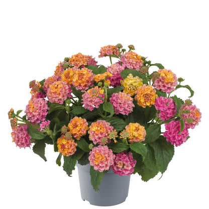 Wandelröschen (Lantana) 'Shamrock' in verschiedenen Farben
