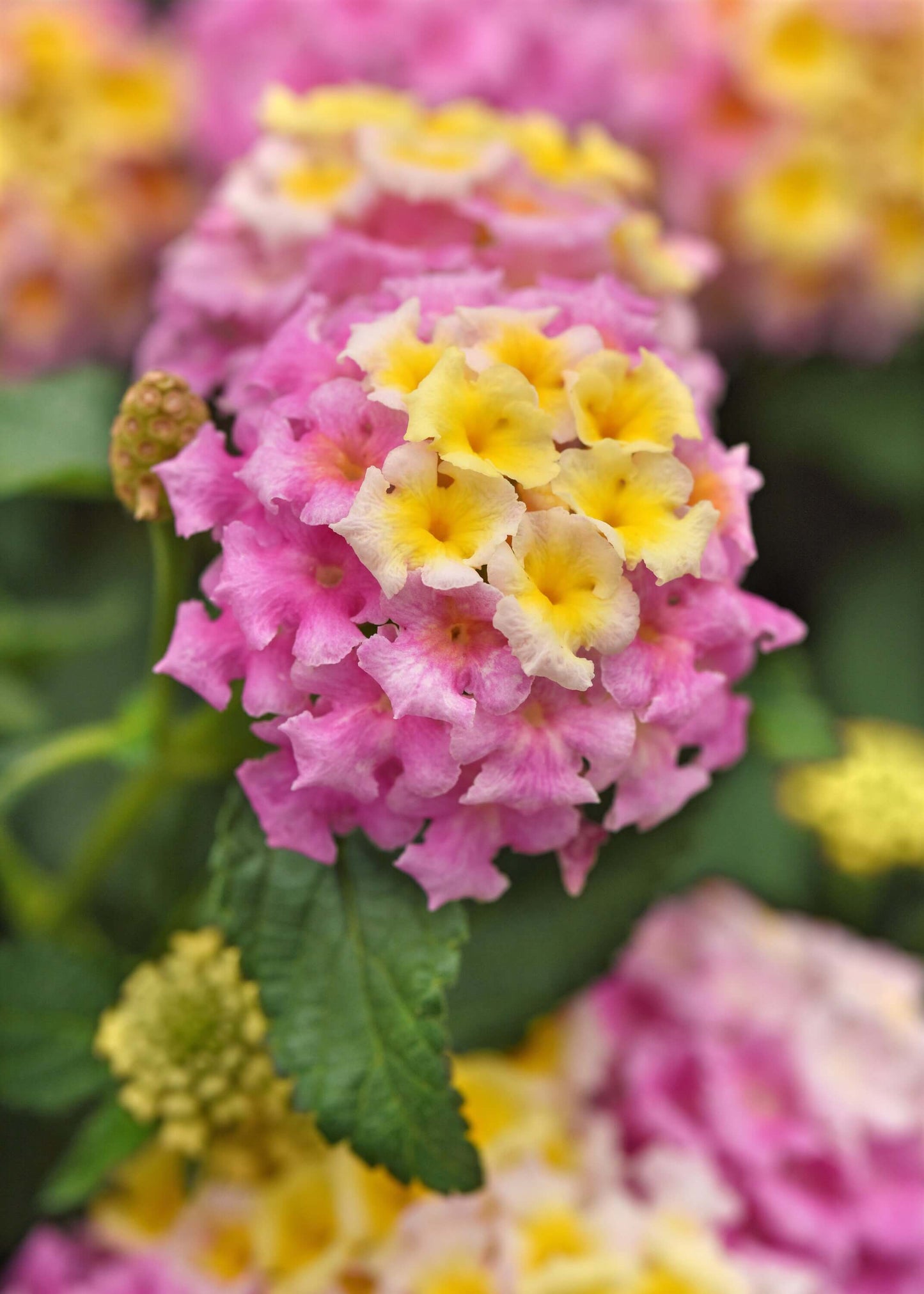 Wandelröschen (Lantana) 'Shamrock' in verschiedenen Farben
