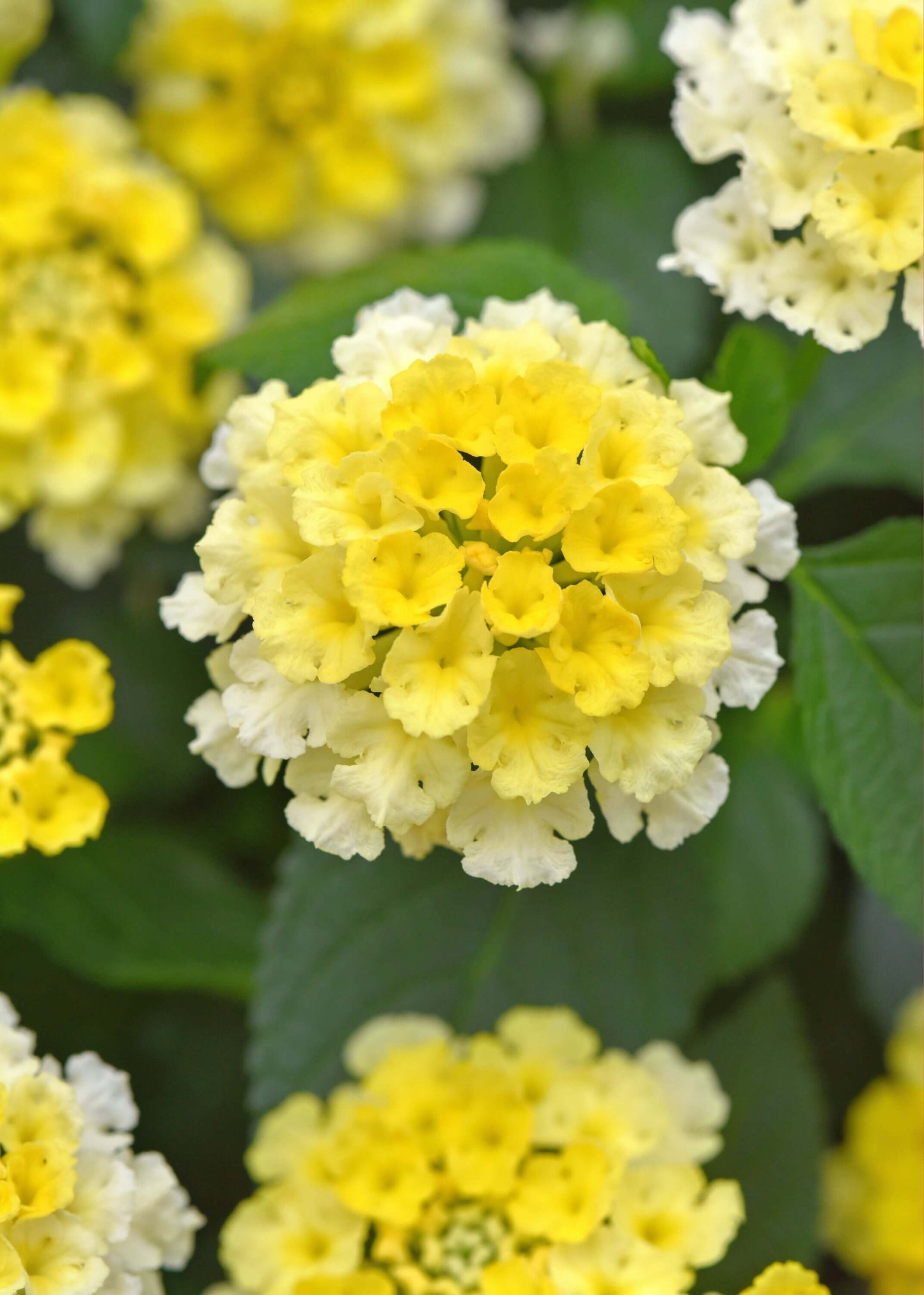 Wandelröschen (Lantana) 'Shamrock' in verschiedenen Farben