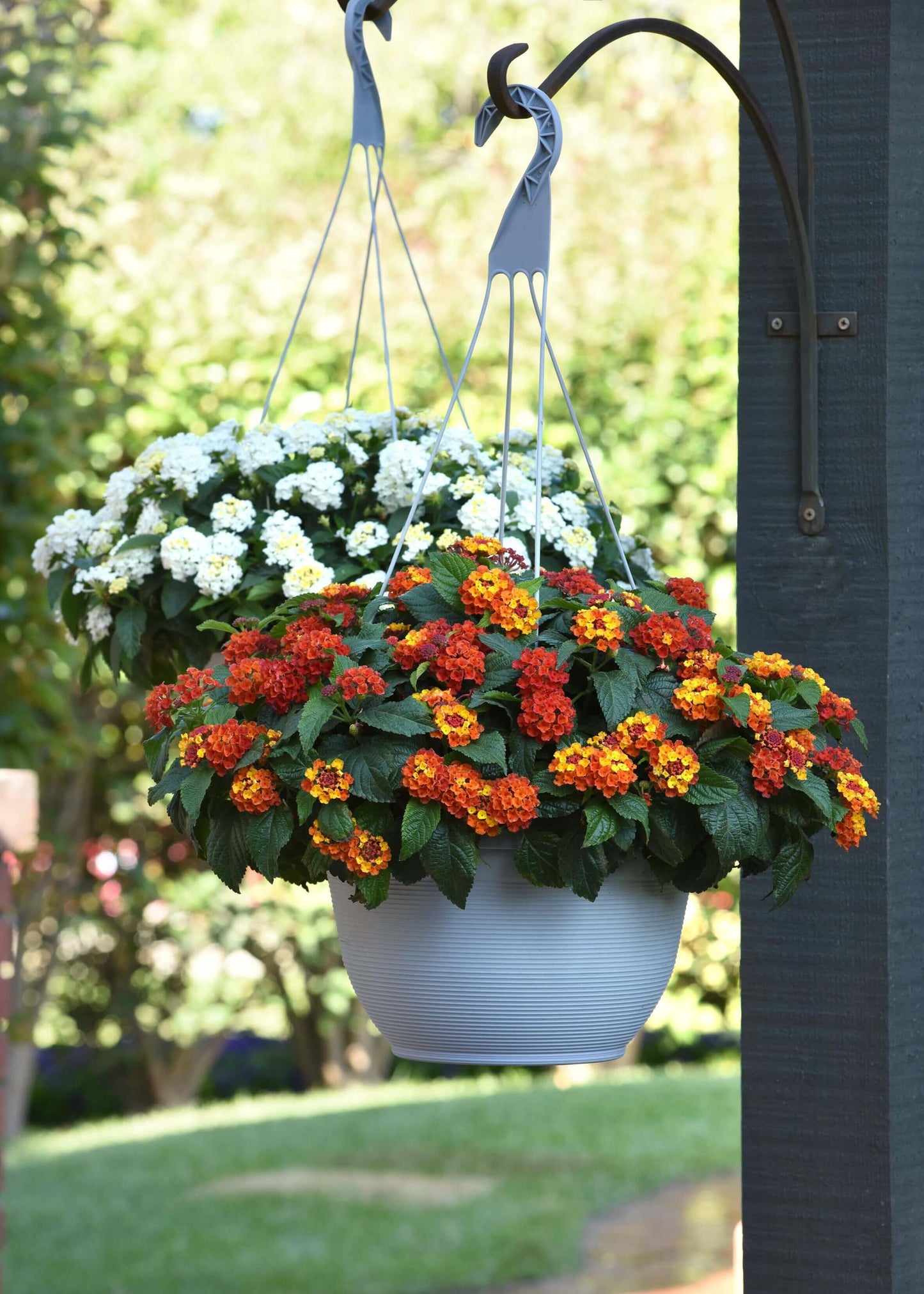 Wandelröschen (Lantana) 'Shamrock' in verschiedenen Farben