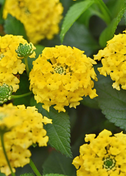 Wandelröschen (Lantana) 'Shamrock' in verschiedenen Farben